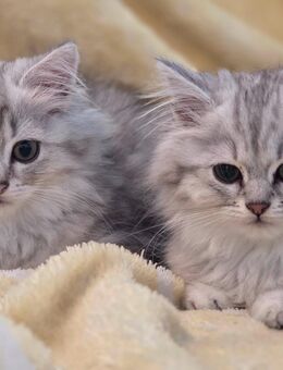 Britisch langhaar kitten - Detmold