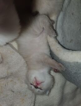 5 süße reinrassige Ragdoll Kitten - Zahna-Elster