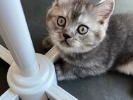 Babykatzen ! Süßen Britisch Langhaar Babys Suchen dringend ein neues Zuhause. - Köln