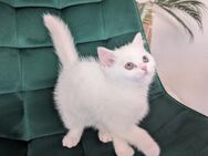 2 BKH Kater Kitten 1 noch frei - Mönchengladbach