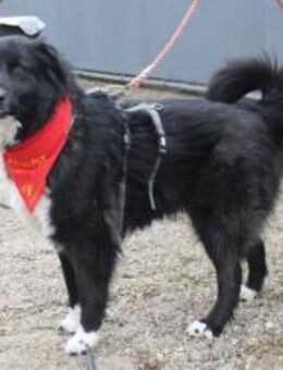 Traumhündin CINDY sucht ein Zuhause - München