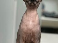 Canadian Sphynx Fast 2 Jahre alt abzugeben - Grevenbroich