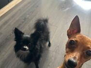 Rehpinscher/ Papillon Mix Welpen - Emden