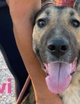 Livi - freundlich und aktiv - Heppenheim (Bergstraße)