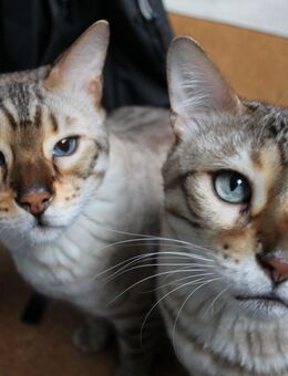 2 Bengalkater abzugeben. Nur zusammen! - Gelsenkirchen