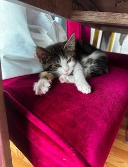Maine Coon Mix Katze - Westerkappeln