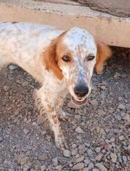 Hübsche Lora sucht ein Zuhause - Arnsberg