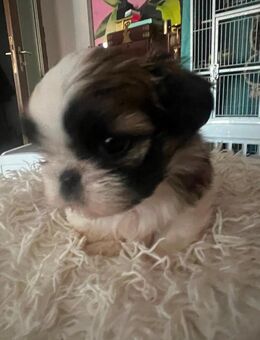 Imperial Shih Tzu toy suchen ab sofort neuen Dösenöffner! - Köln