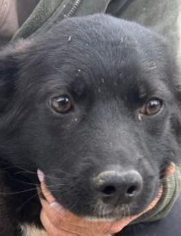 MARVIN-hübscher Rüde, 48 cm - Rösrath