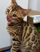 Bengal Kitten in 85221