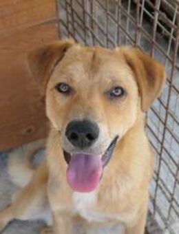 Eddy 🤎 ganz süß und aufgeweckt - Kallmünz