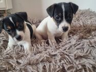 Jack Russell Welpen - Sulzdorf (Lederhecke)