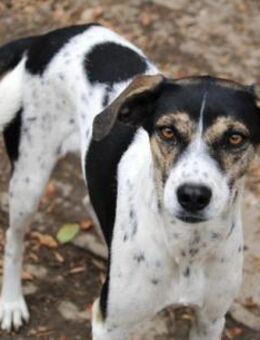 Hermi ist sehr sensibel und liebenswert - Karben