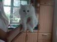 Perserkatze kitten Baby reinrassig weiß in 48683