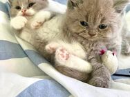 BKH Kitten, reinrassig und zahm - Wiesbaden