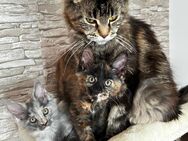 Rein rassige Maine Coon - Stuttgart