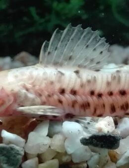 Schwielenwels, albino - Hohenroth