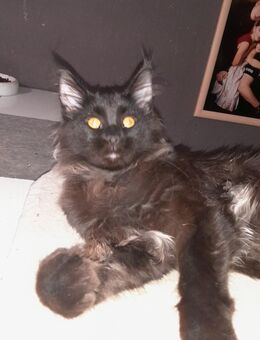 Maine Coon Mädchen mit Stammbaum - Murrhardt