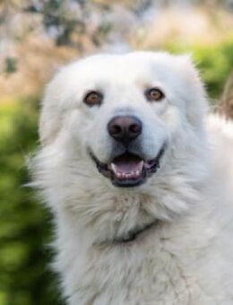 Rocco-Standhafte Menschen gesucht - Herxheim (Landau)