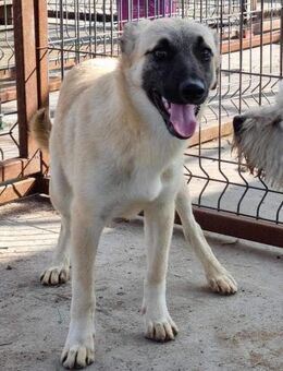 Idefix von kettenlos - Bollingstedt