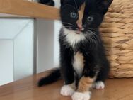 Katzenbabys suchen ein neues Zuhause - Greven (Nordrhein-Westfalen)