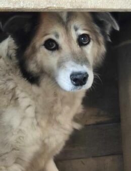 Liebe MONA sucht liebe Familie - Neuberg