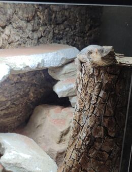 2 Bartagame abzugeben - Emden