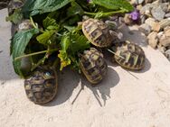 Griechische Landschildkröten - Schwendi