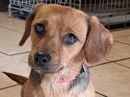 Kleine Bella sucht ihre Menschen - Weilheim (Oberbayern)