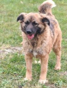 Ani sucht ihre Familie - Olsberg