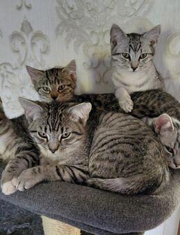 Sibirische Waldkatze, Neva Masquarade - Kirchdorf (Niedersachsen)