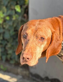 Rüde NEMO sucht sein Happy End - Reischach