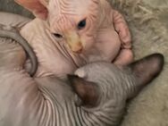 Sphynx Kitten - Hemer Zentrum