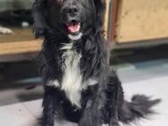 Pflegestellen für unsere Hunde gesucht - Unterföhring