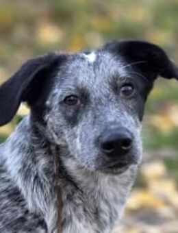 Tomasina möchte Sie begleiten - Neuss