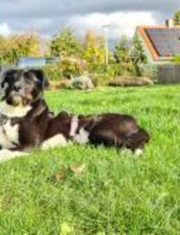 Yaron - ein echter Gentleman mit Schnurr - Eixen