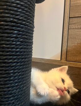 Reinrassige BKH kitten - Delmenhorst