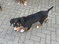 Welpen, Mischling, Appenzeller Sennenhund, Berner Sennenhund, Australien Shepard in 06886