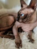 Kater sphynx zu verkaufen in 49525