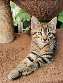 Baby Katze 3 Monate alt (weiblich) - Hamburg
