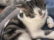 Kater sucht neues Zuhause - Wriezen