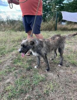 Fredy wartet auf seine aktiven Menschen - Nordwalde