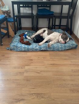 American bully 4Jahre alt Rüde - Hannover