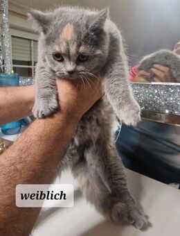 Bkh kitten abzugeben - Spelle