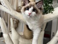 Süße Ragdoll Kitten mit Stammbaum - Duisburg