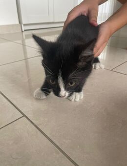 Vier liebevolle Kitten abzugeben - Werl