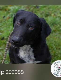 Chip 259958 sucht ein Zuhause - Kirchzell