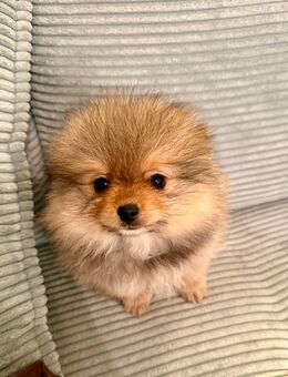 Kleiner wunderschöner Pomeranian Zwergspitz Rüde - München