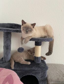BKH Kitten - Riesbürg
