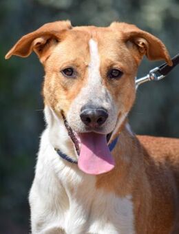 Gulliver wird leider immer übersehen - Laatzen